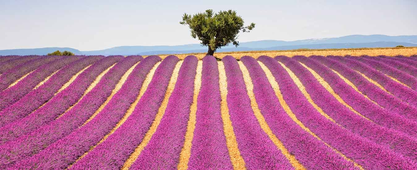 A lone tree above rows of lavender in Provence